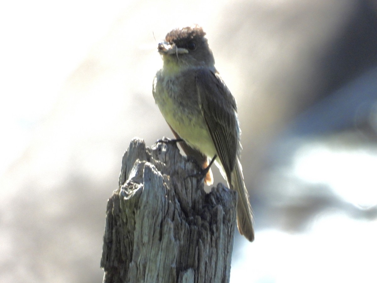 Eastern Phoebe - ML621045124