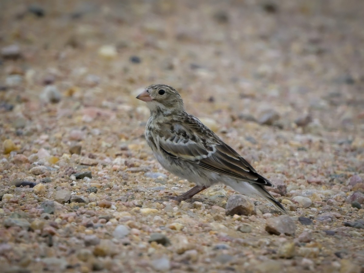 Thick-billed Longspur - ML621045128