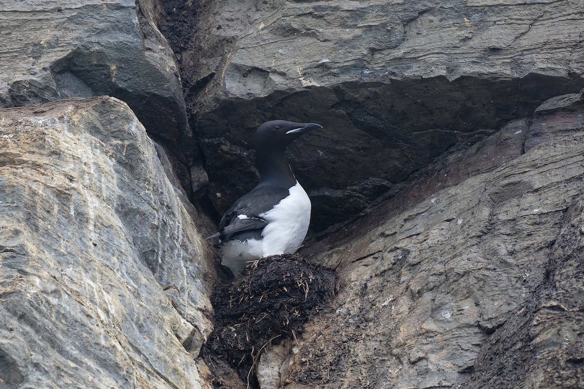 Thick-billed Murre - ML621045129