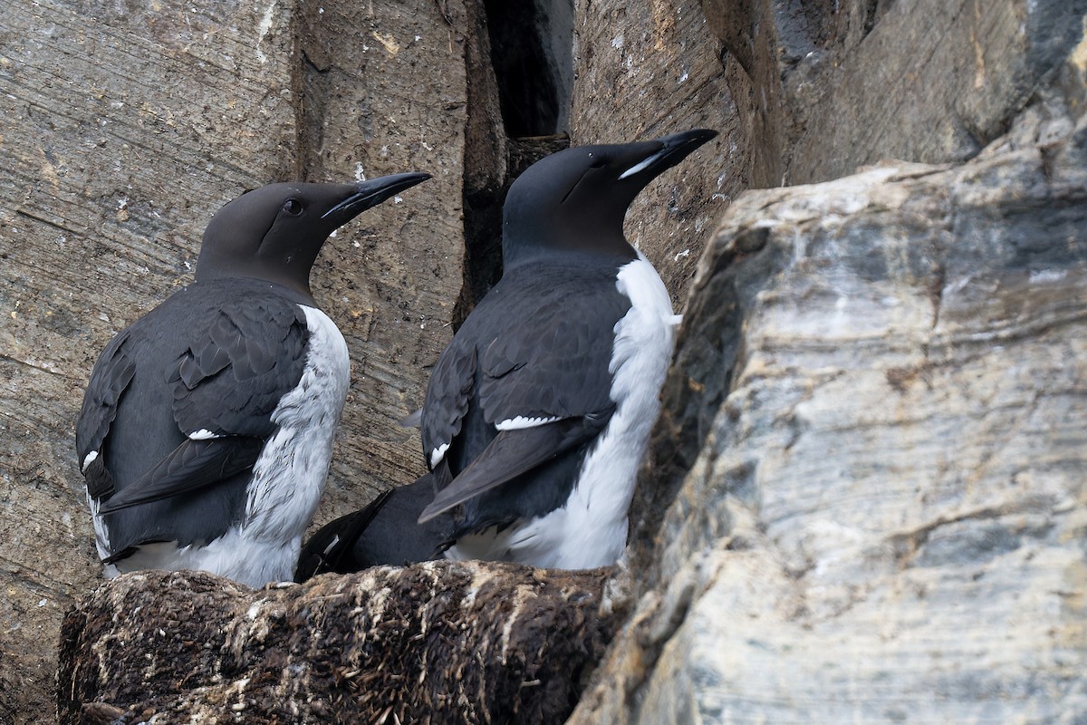 Thick-billed Murre - ML621045132