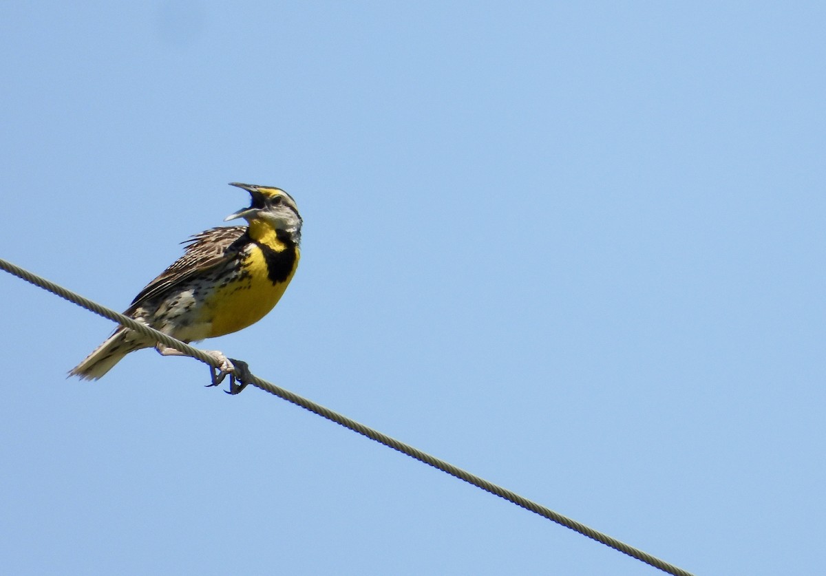 Шпаркос східний - ML621045138