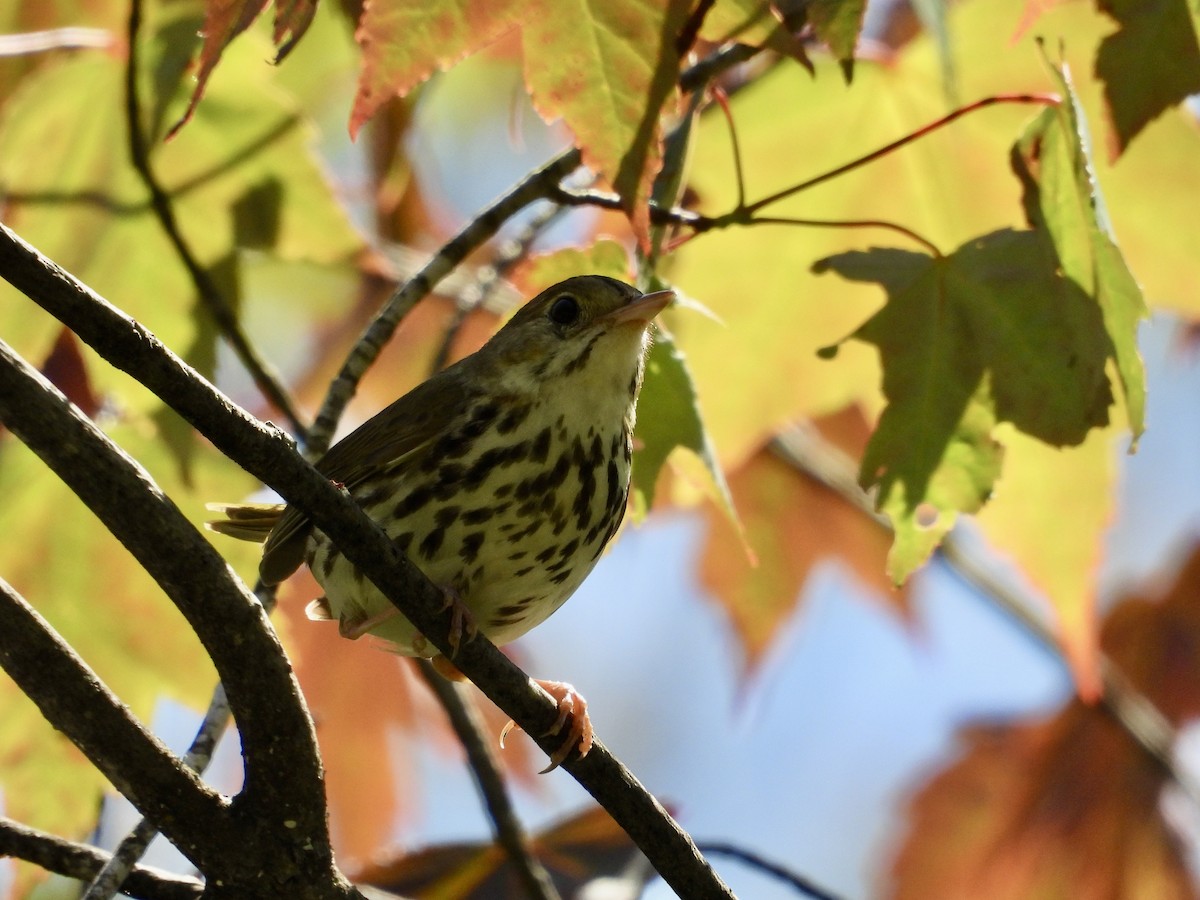 Ovenbird - ML621045144