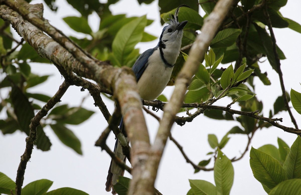 White-throated Magpie-Jay - Alison Sheehey