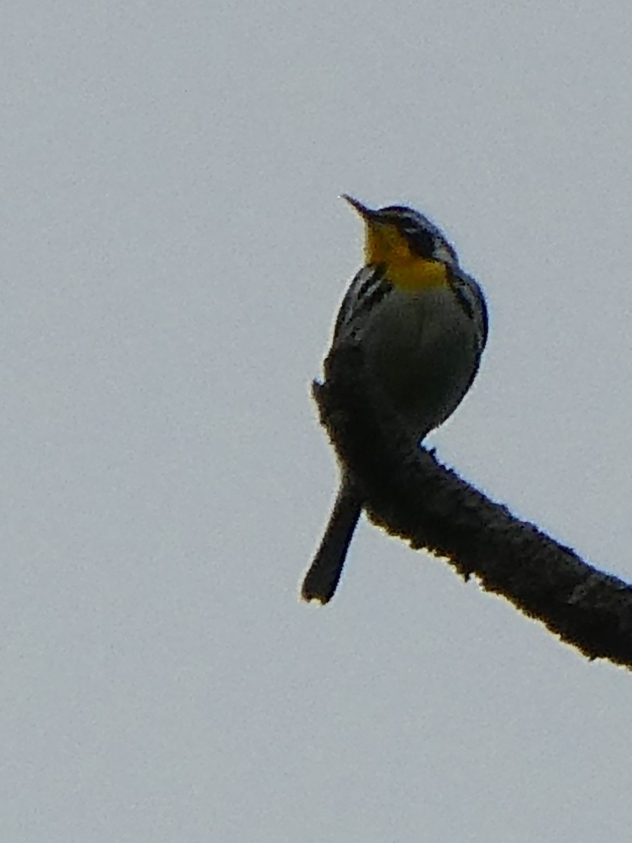 Yellow-throated Warbler - ML621045157