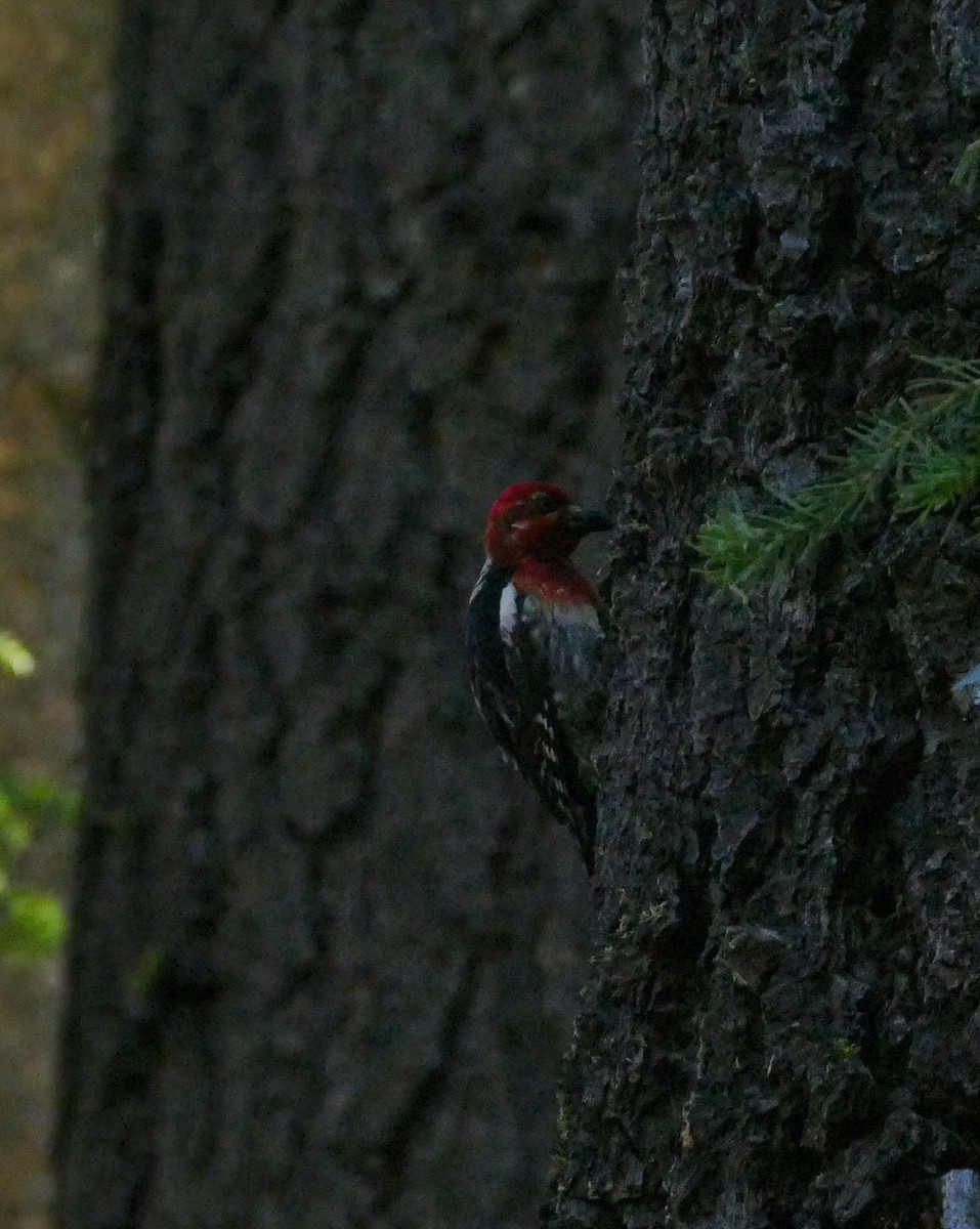 Red-breasted Sapsucker - ML621045170