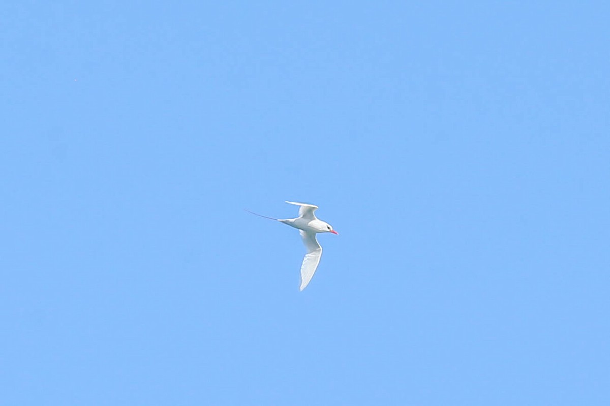 Red-tailed Tropicbird - ML621045173