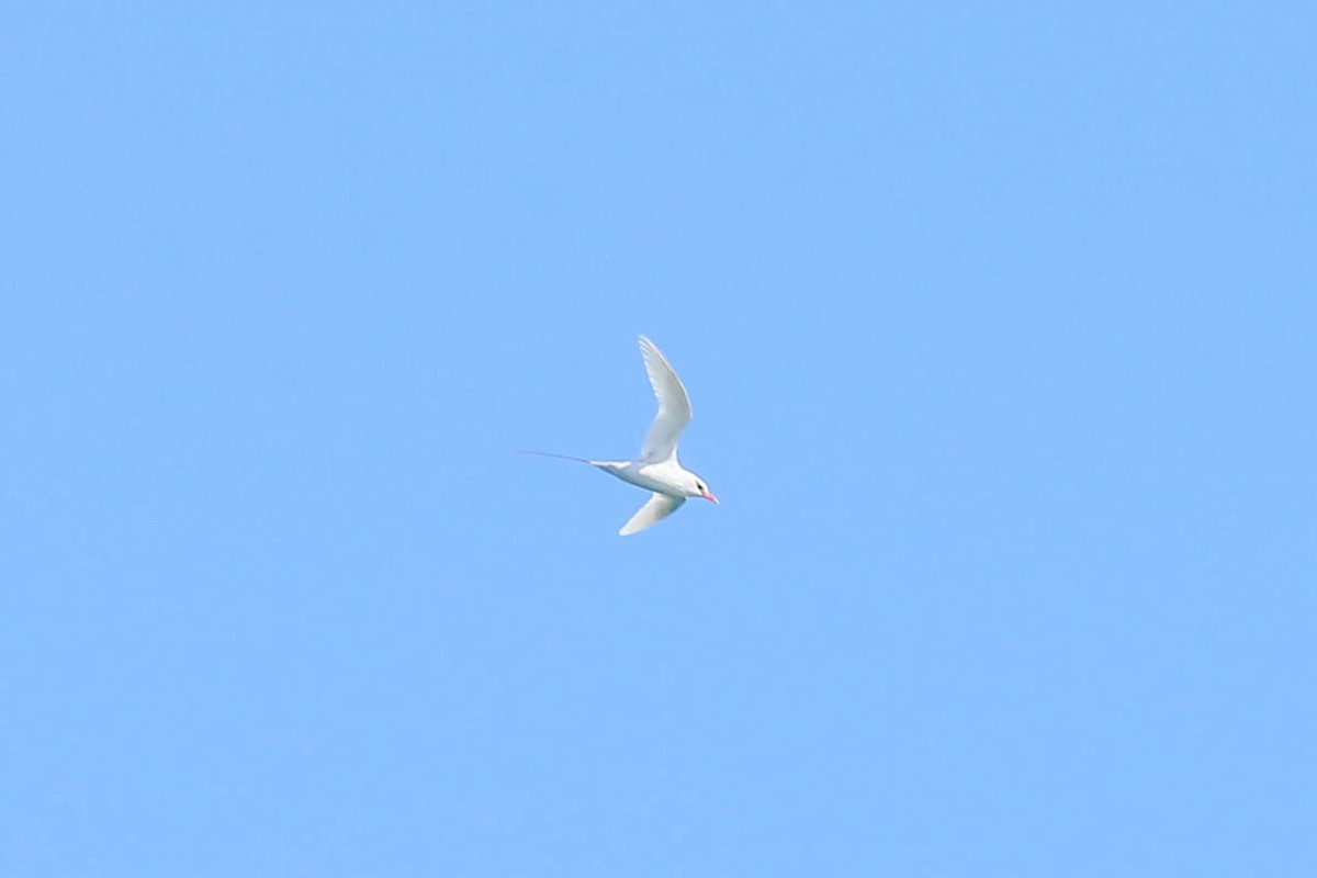 Red-tailed Tropicbird - ML621045174