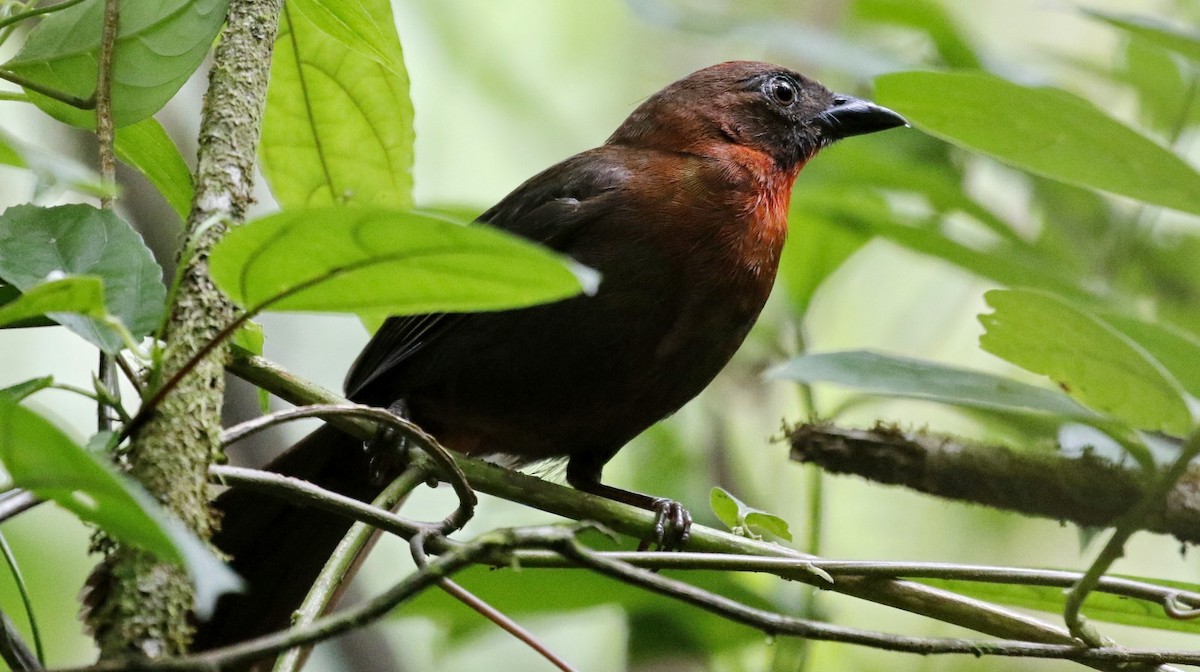 Red-throated Ant-Tanager - ML621045179