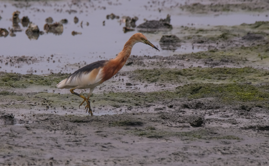 Javan Pond-Heron - ML621045181
