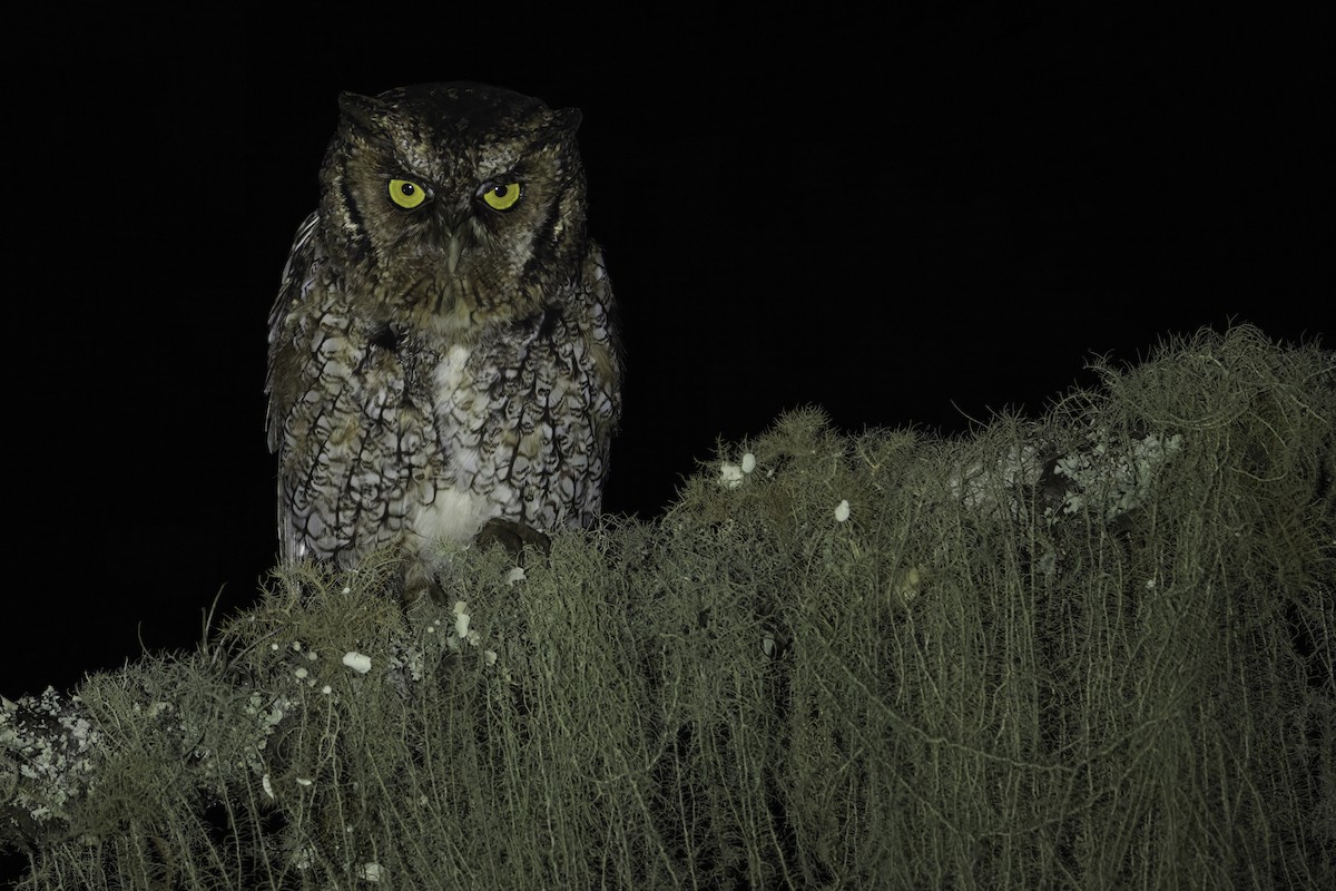 Long-tufted Screech-Owl - ML621045197
