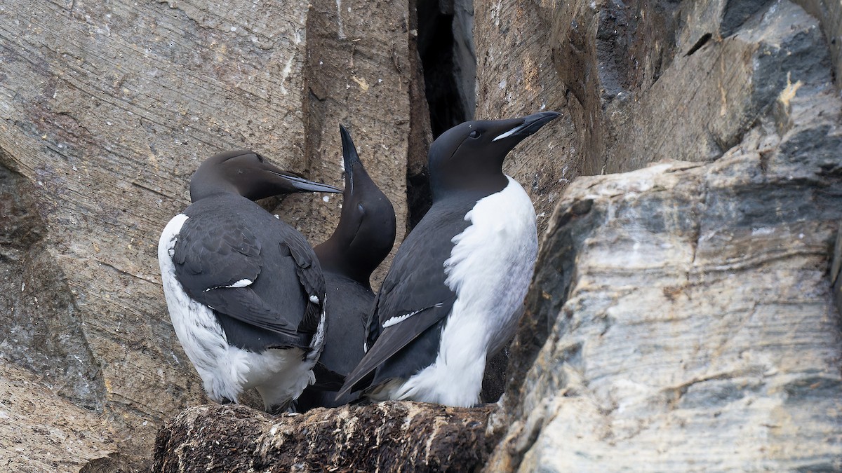 Thick-billed Murre - ML621045204