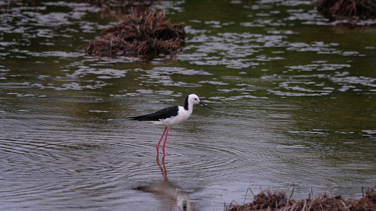 Pied Stilt - ML621045226