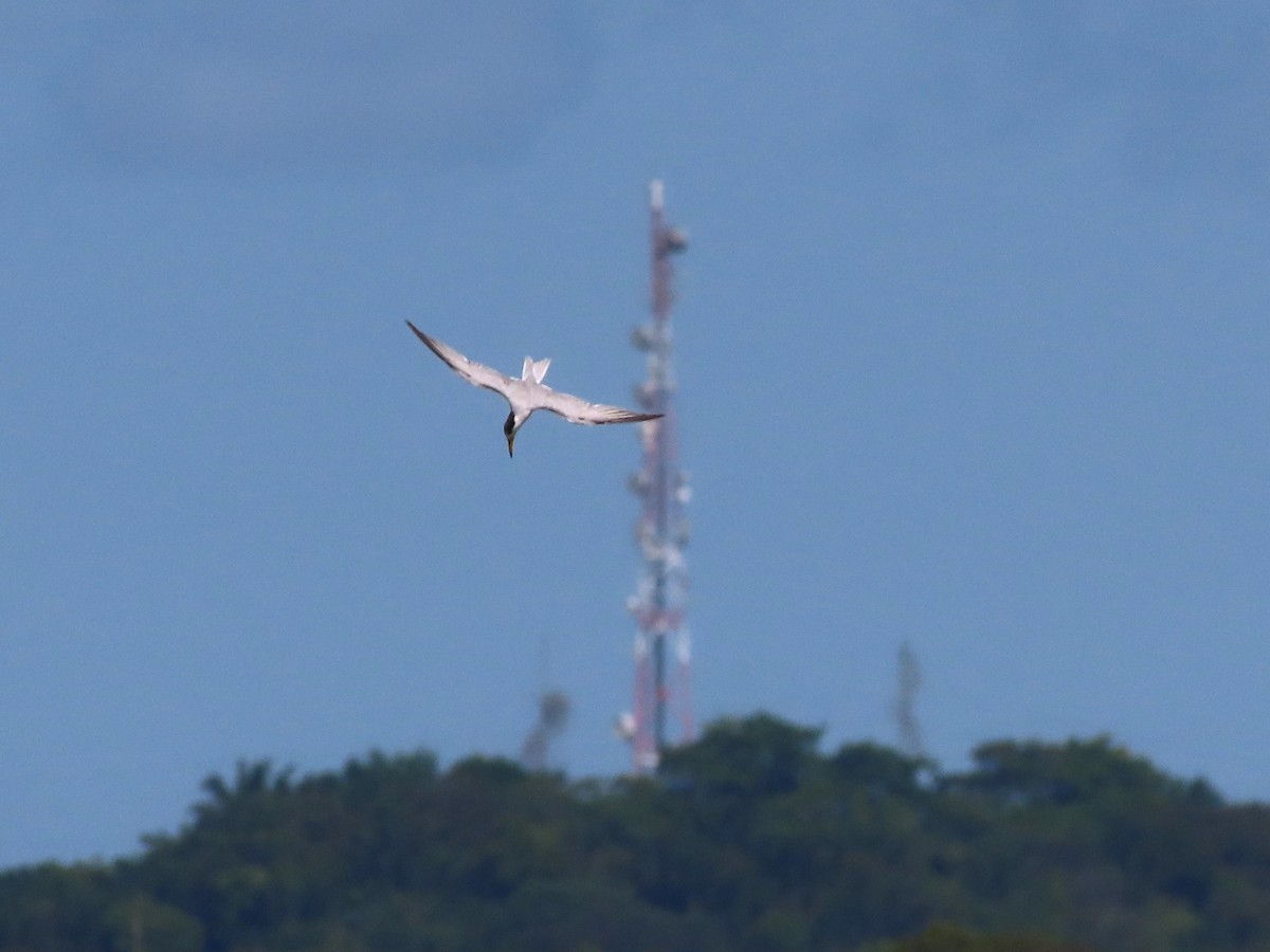 Yellow-billed Tern - ML621045341
