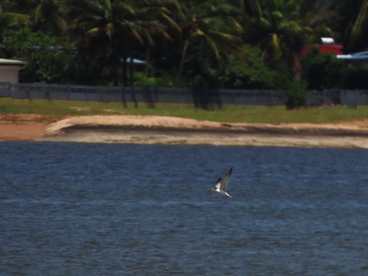 Yellow-billed Tern - ML621045349
