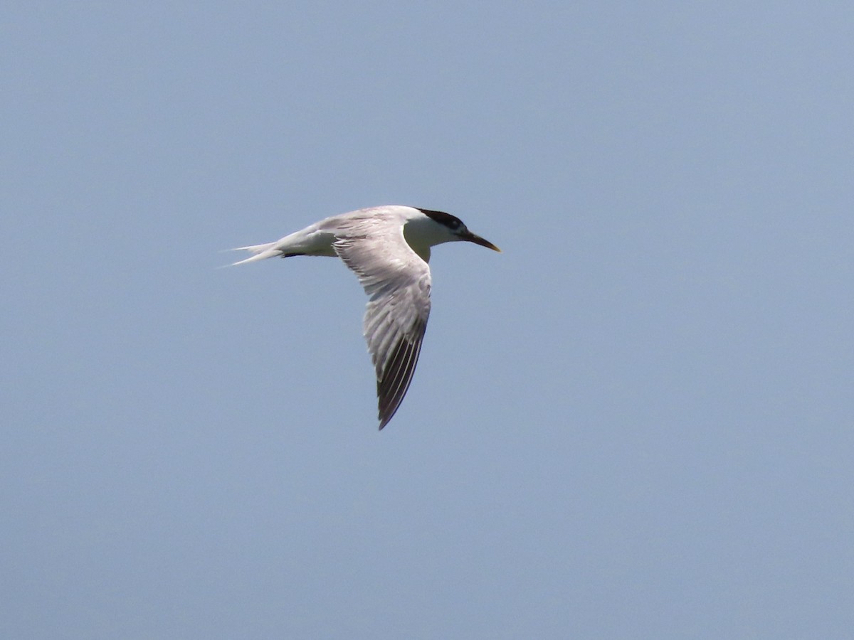 Sandwich Tern (Cayenne) - ML621045354