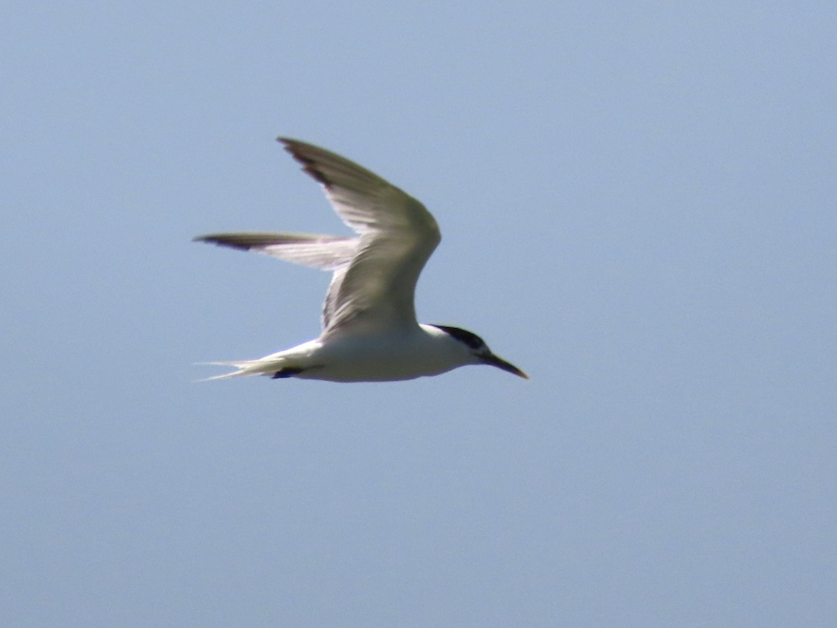 Sandwich Tern (Cayenne) - ML621045357