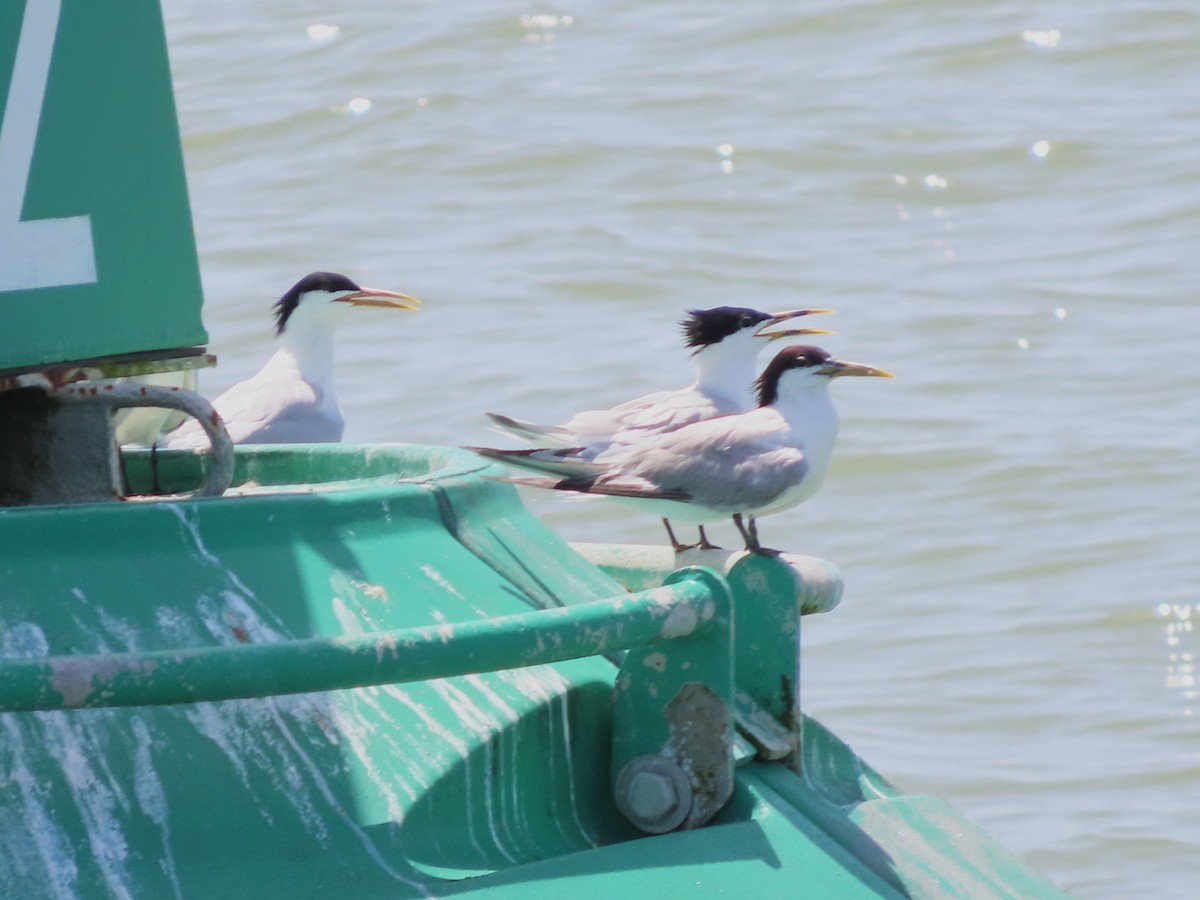 Sandwich Tern (Cayenne) - ML621045360