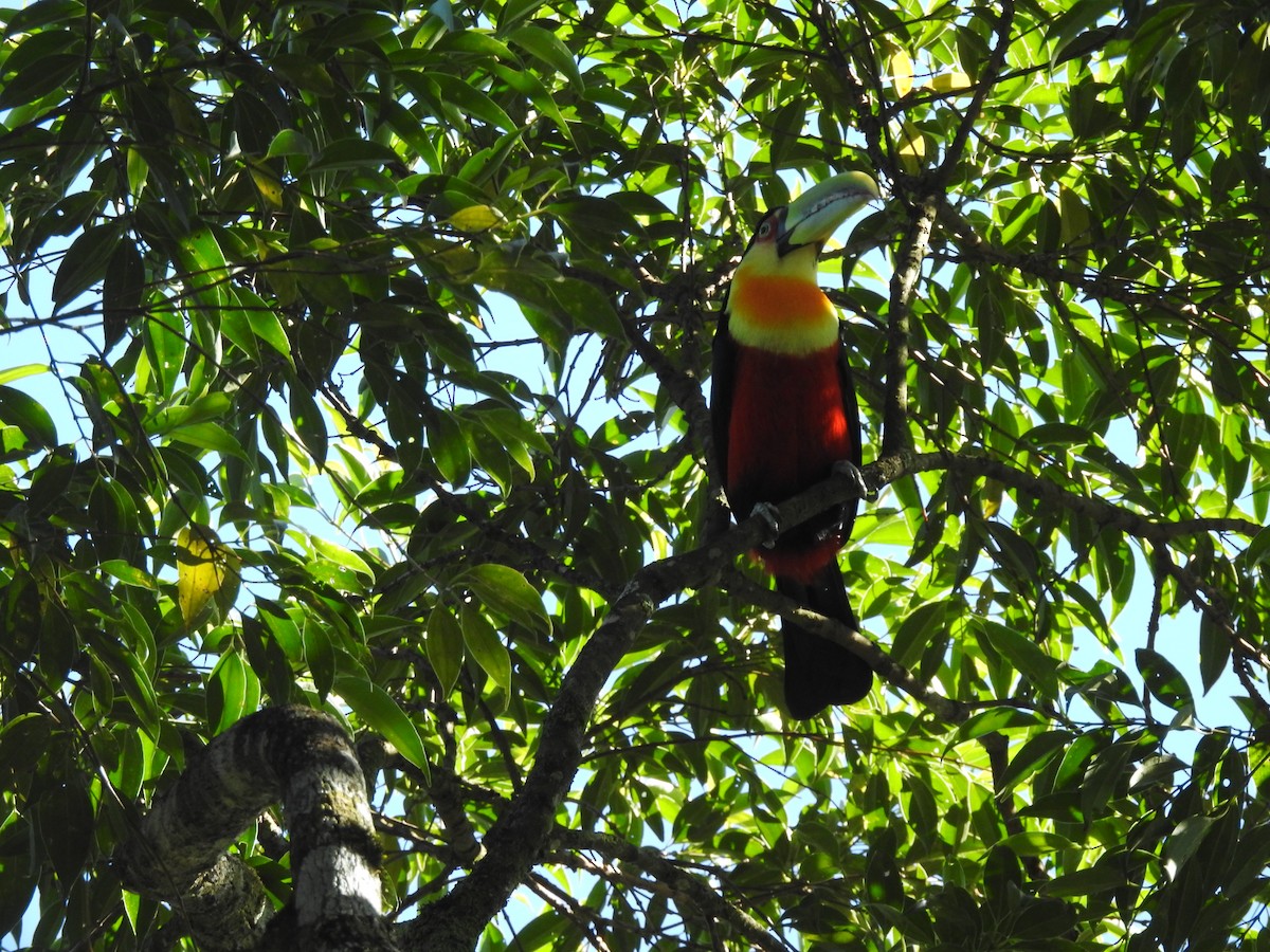 Red-breasted Toucan - ML621045361