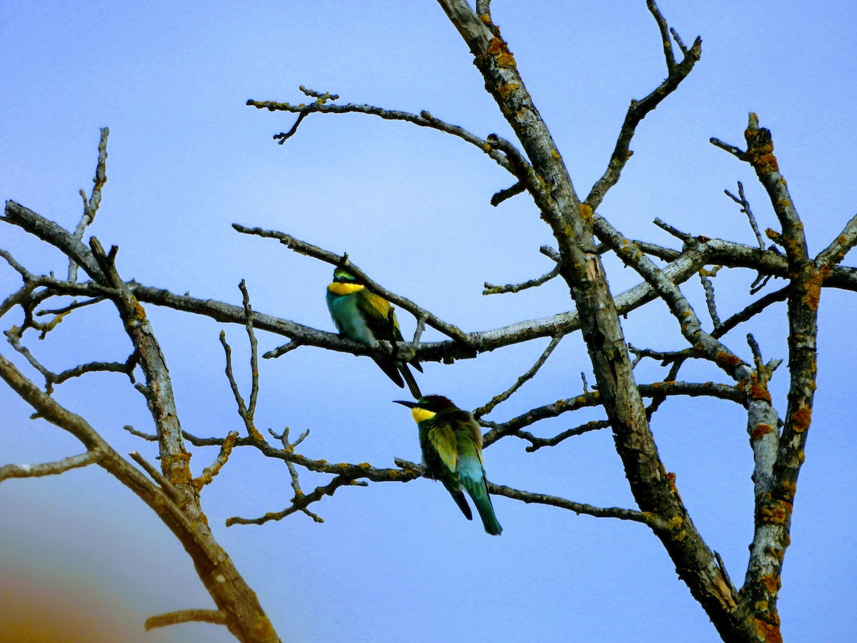 European Bee-eater - Antonio Villegas Santaella