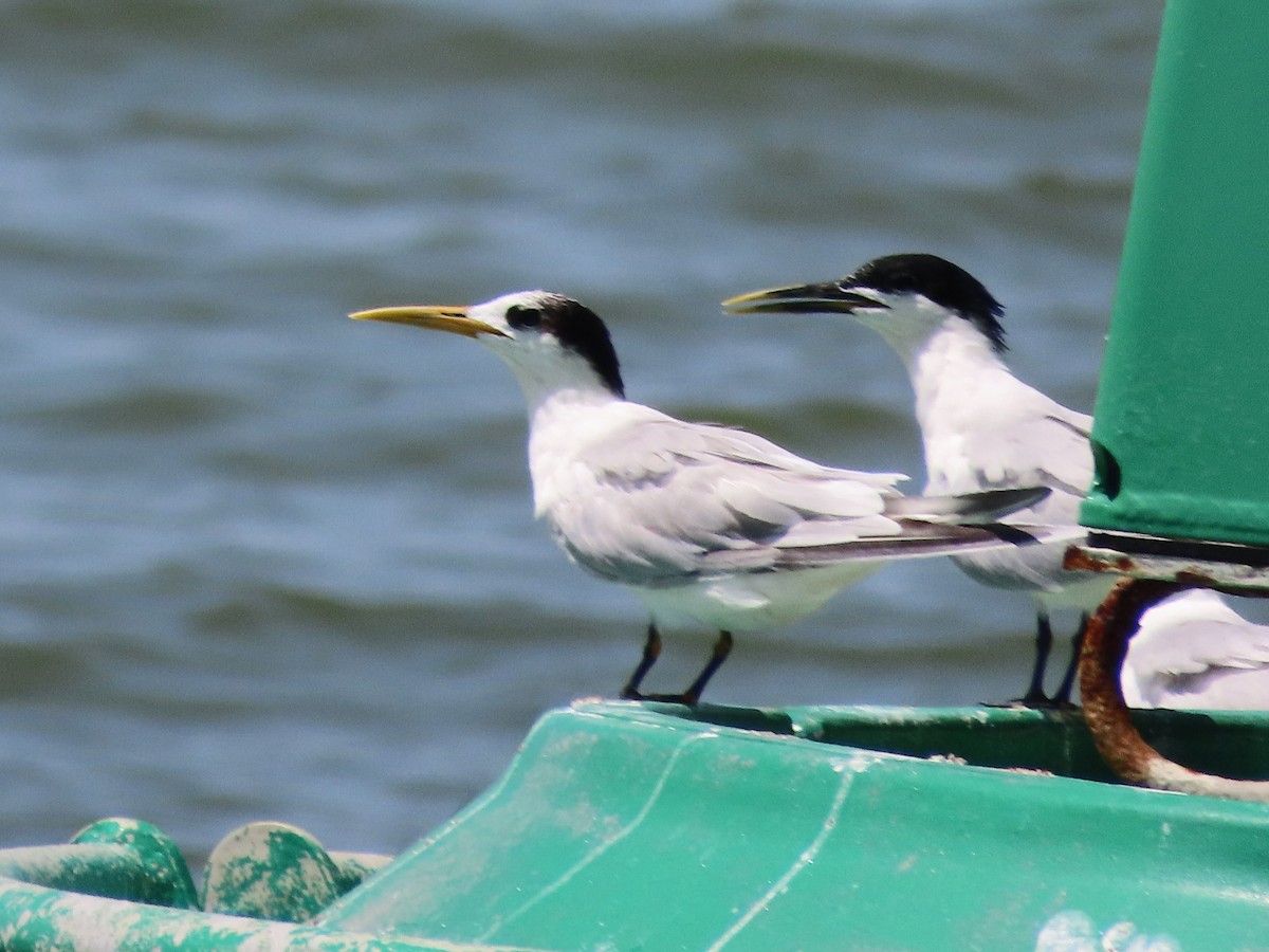 Sandwich Tern (Cayenne) - ML621045364