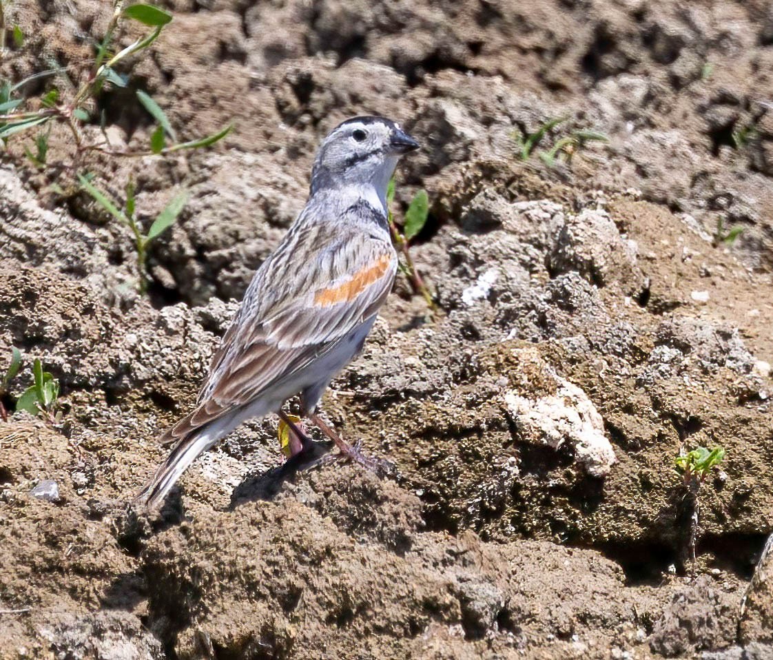 Thick-billed Longspur - ML621045385