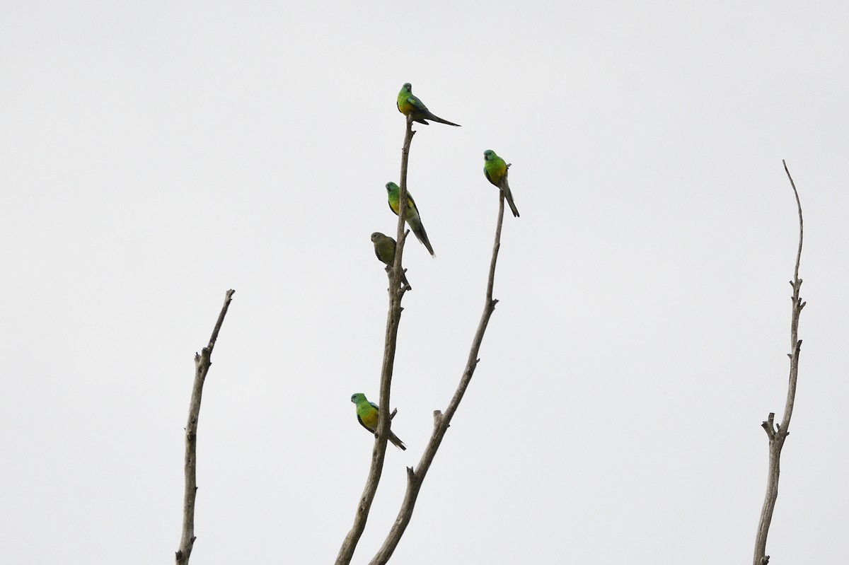 Red-rumped Parrot - ML621045388