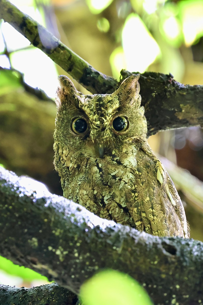 Sulawesi Scops-Owl - ML621045438