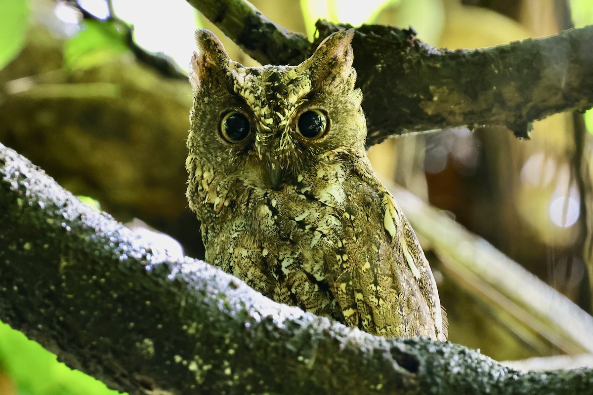 Sulawesi Scops-Owl - ML621045440