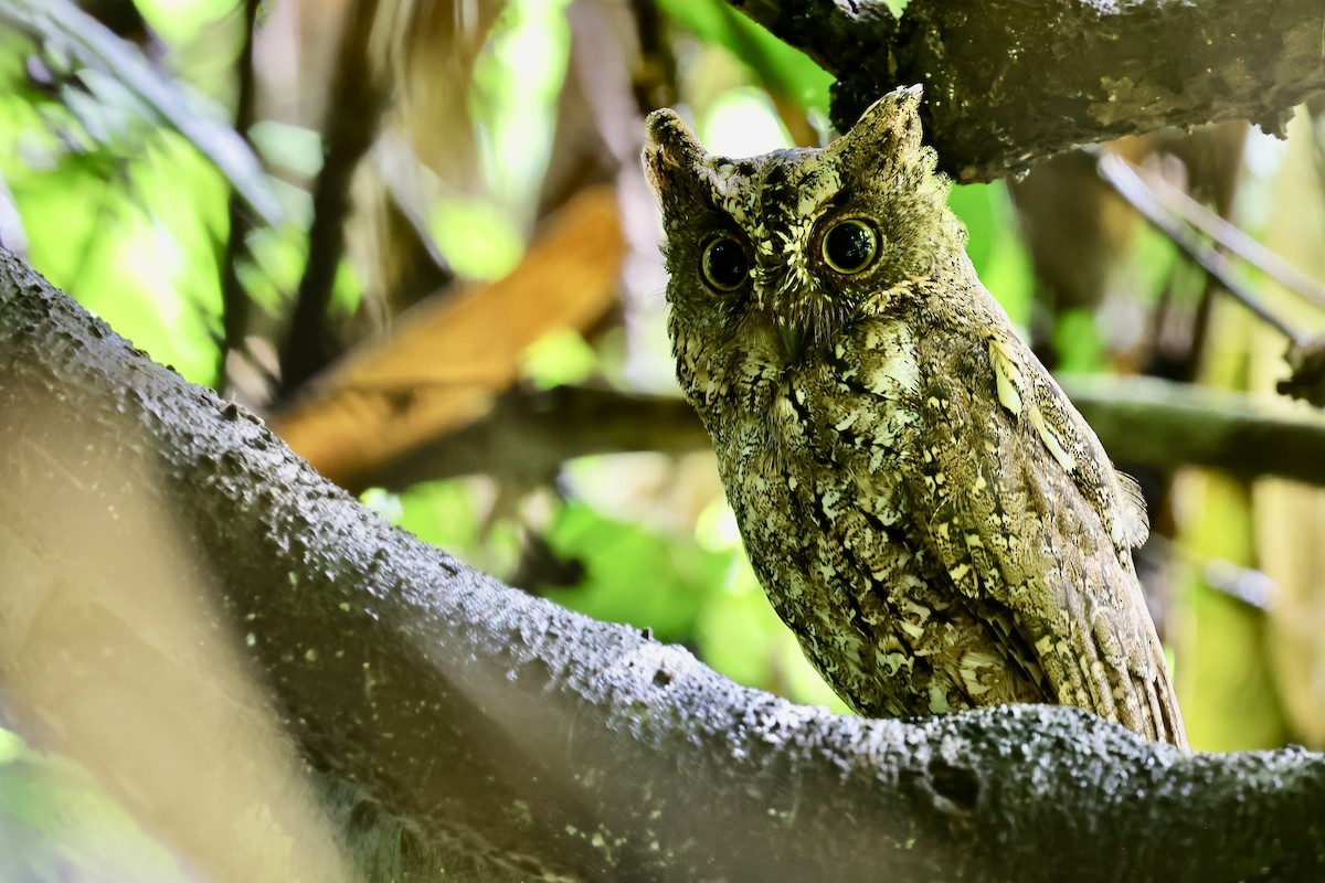 Sulawesi Scops-Owl - ML621045441
