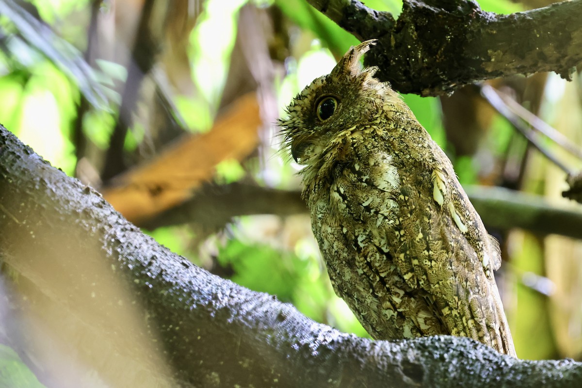 Sulawesi Scops-Owl - ML621045442