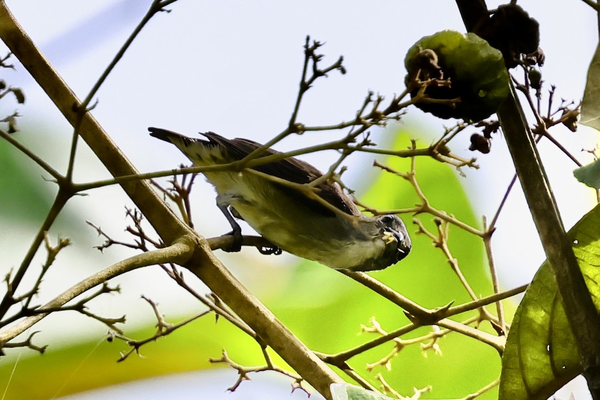 Gray-sided Flowerpecker - ML621045509