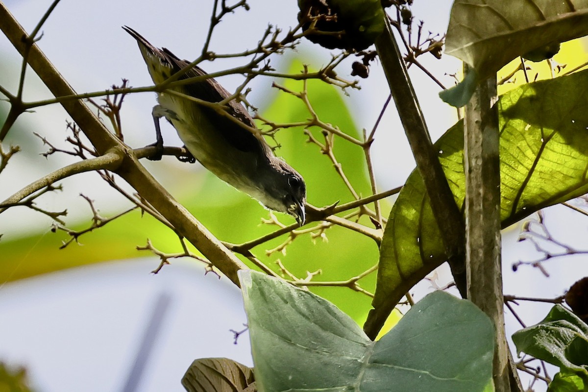 Gray-sided Flowerpecker - ML621045510