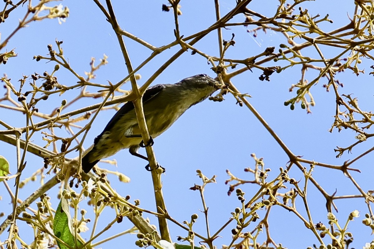 Gray-sided Flowerpecker - ML621045511