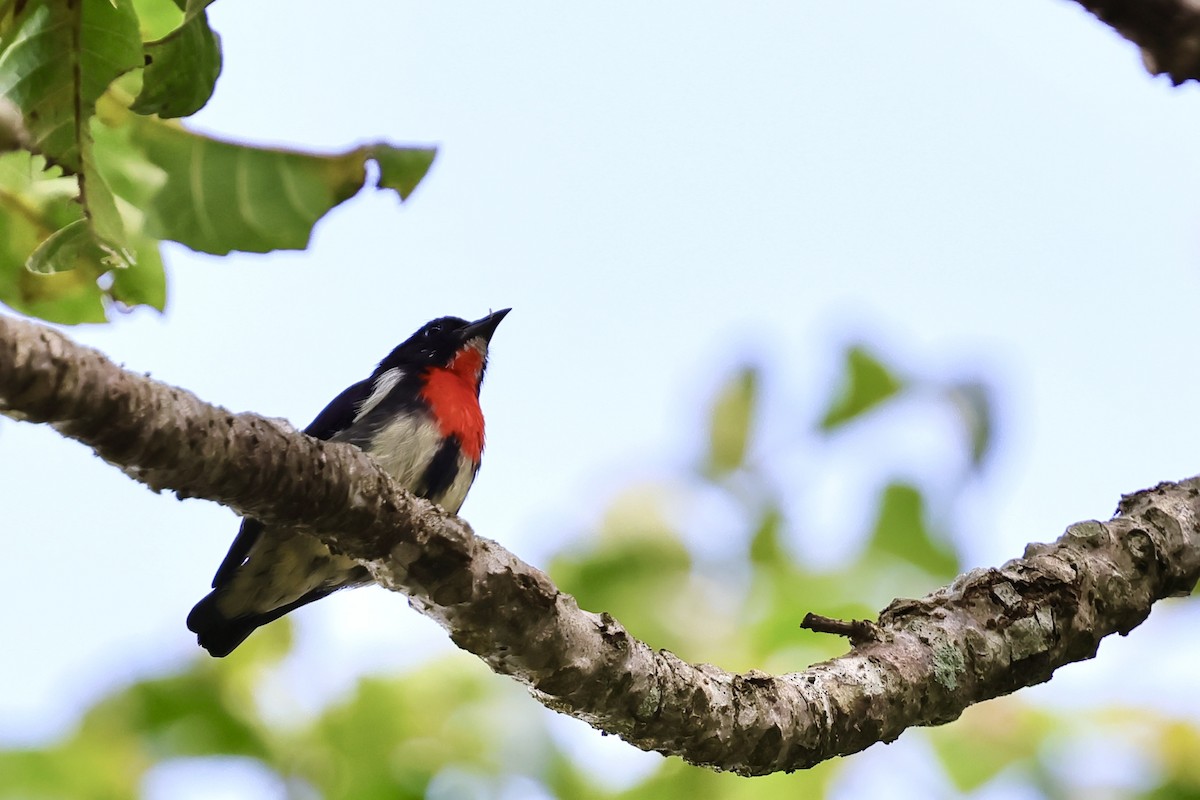 Gray-sided Flowerpecker - ML621045512