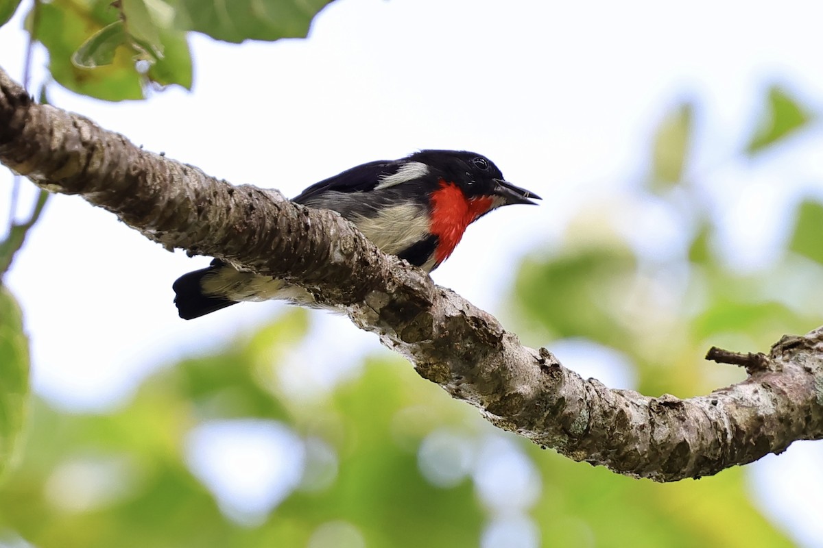 Gray-sided Flowerpecker - ML621045513