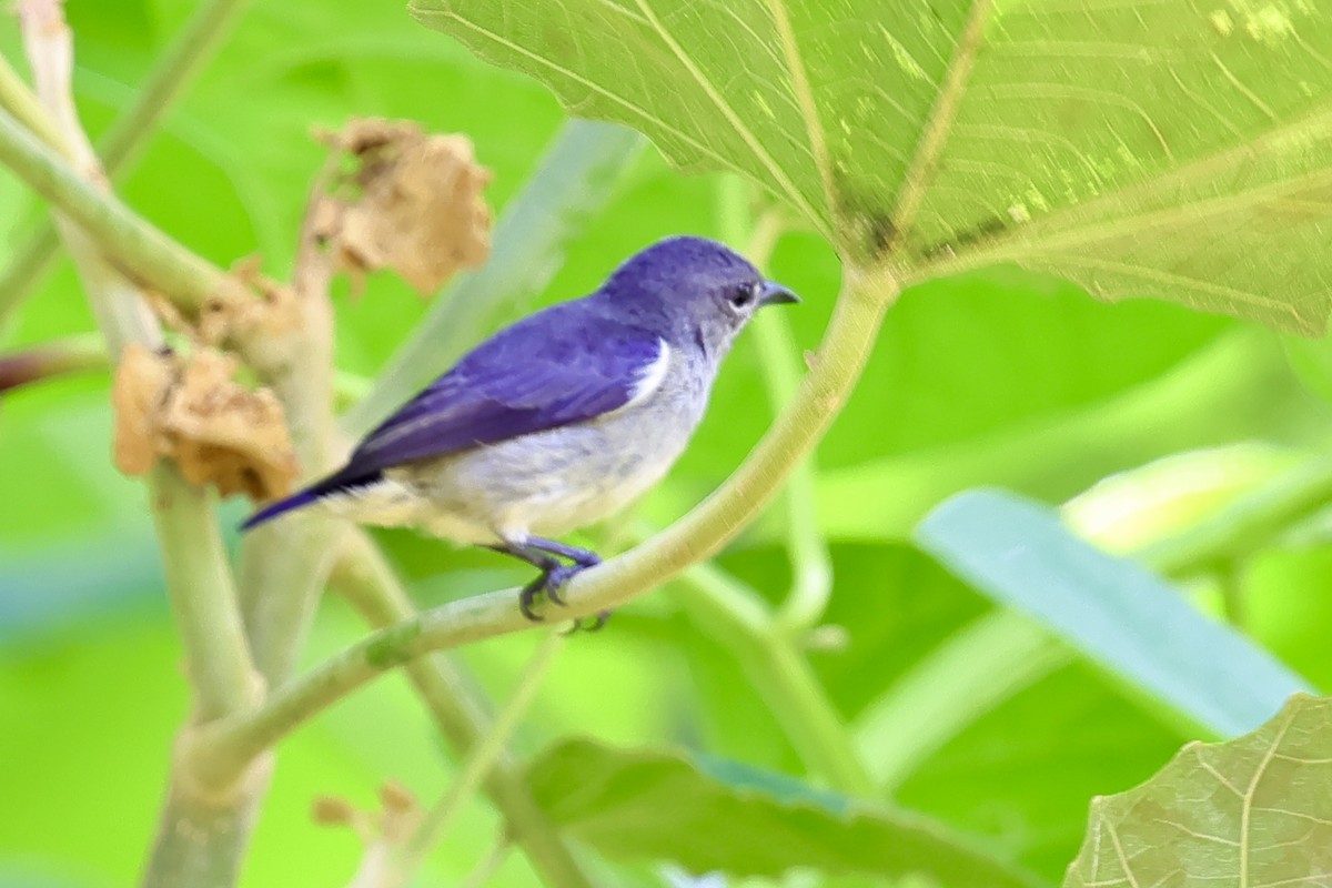 Gray-sided Flowerpecker - ML621045514