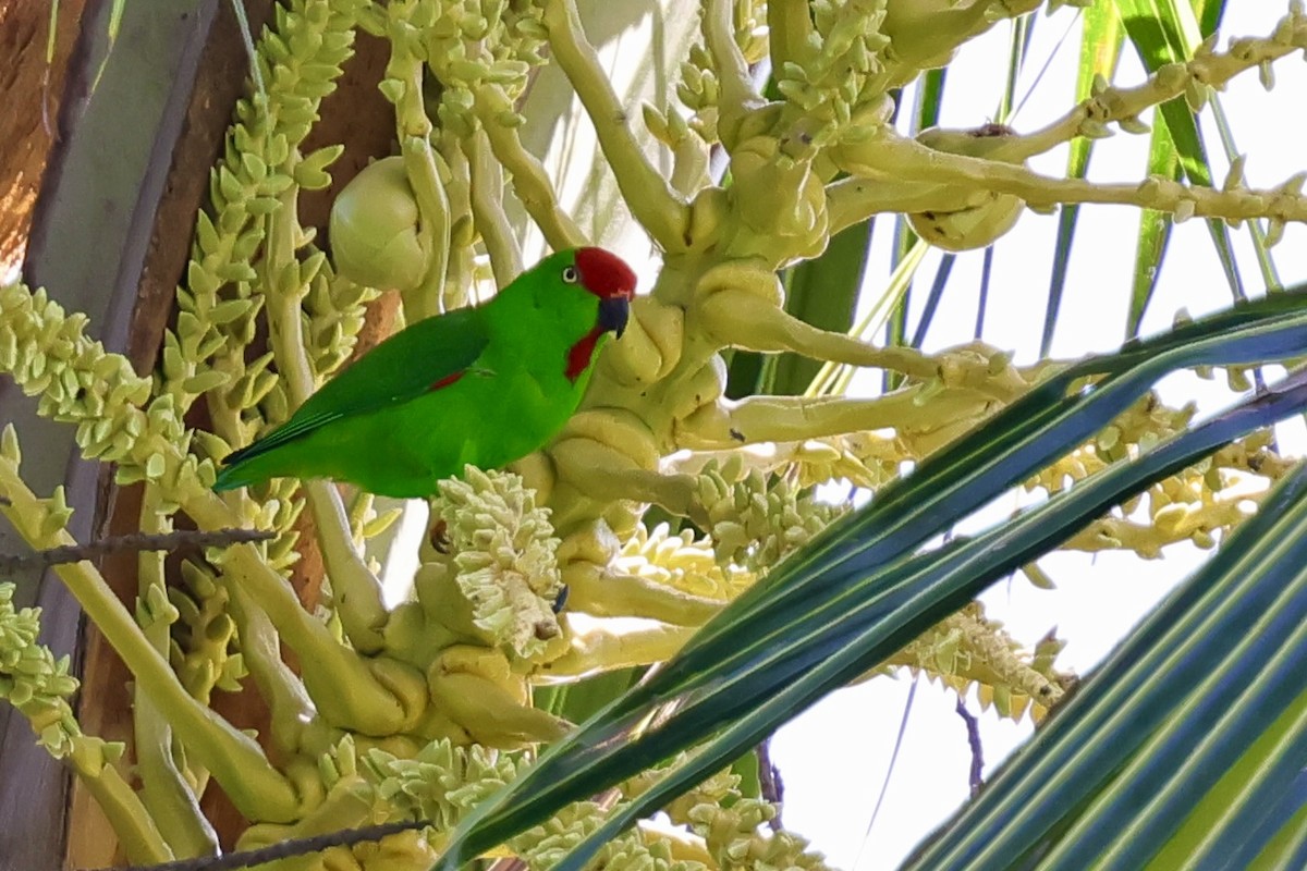Sulawesi Hanging-Parrot - ML621045534