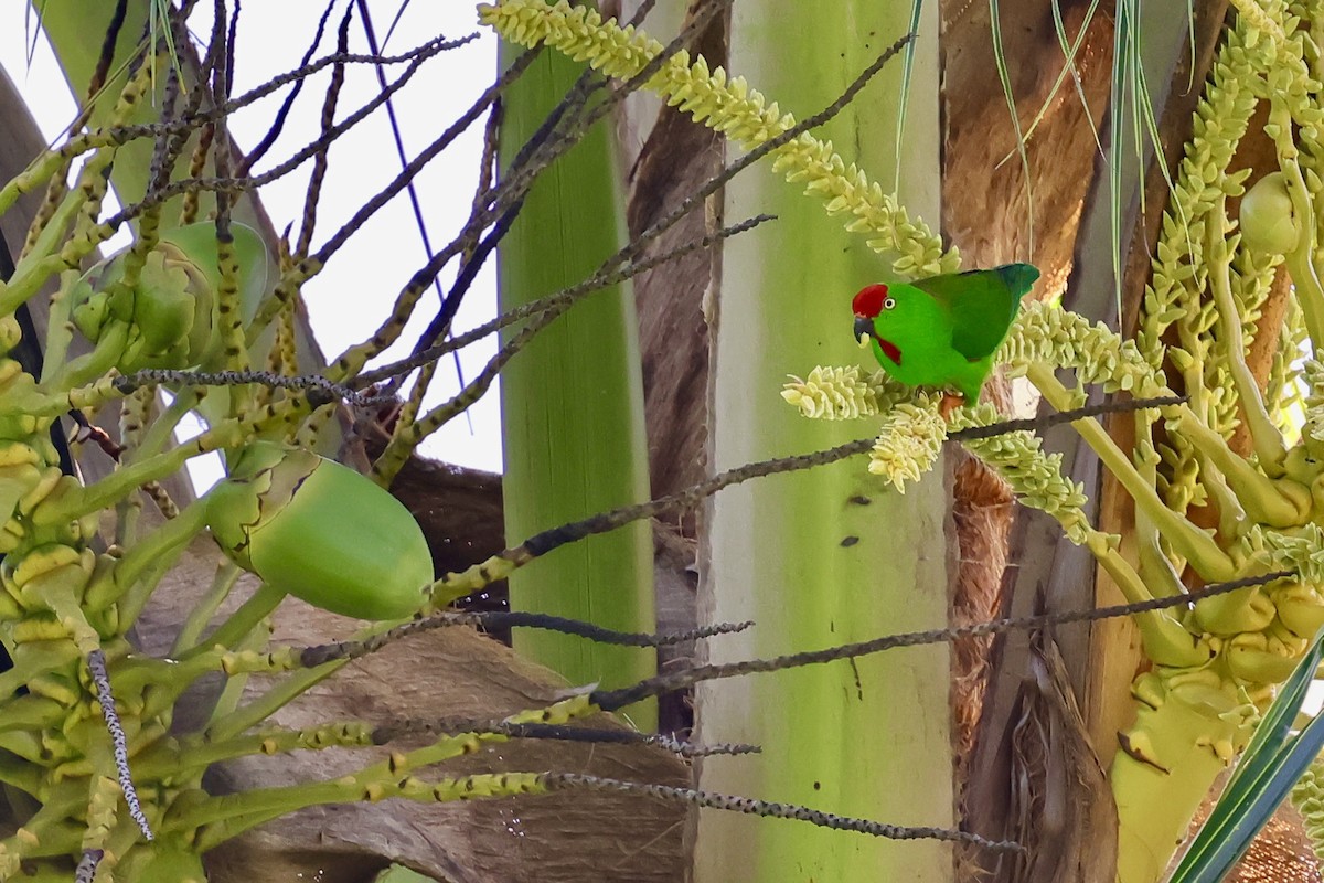 Sulawesi Hanging-Parrot - ML621045538