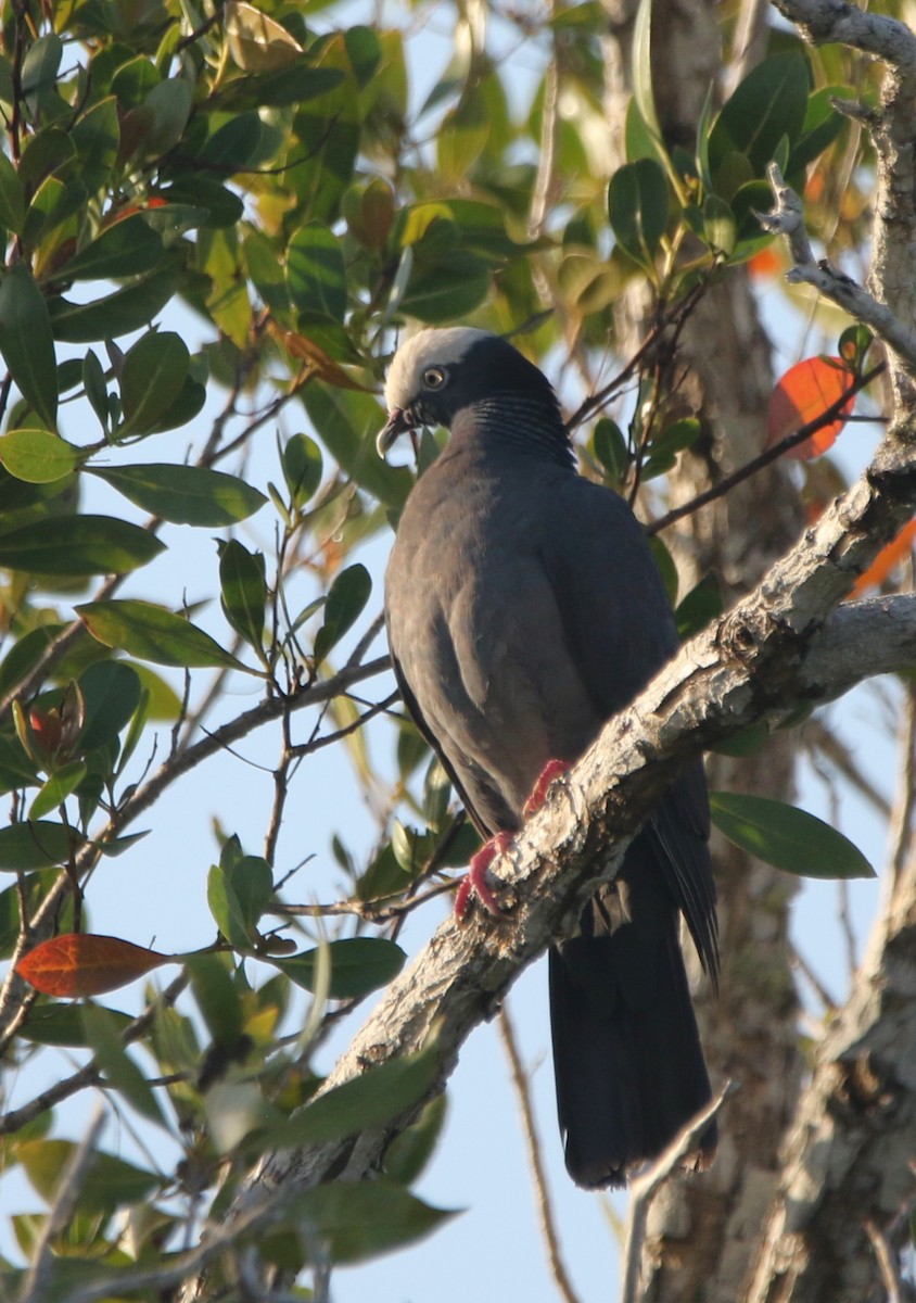 White-crowned Pigeon - ML621045558