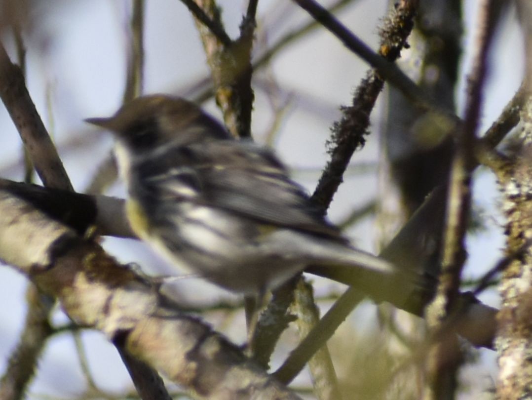 Yellow-rumped Warbler - Sally Anderson