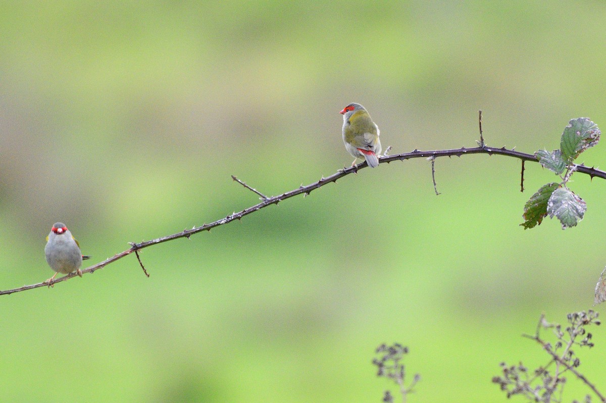 Red-browed Firetail - ML621045665
