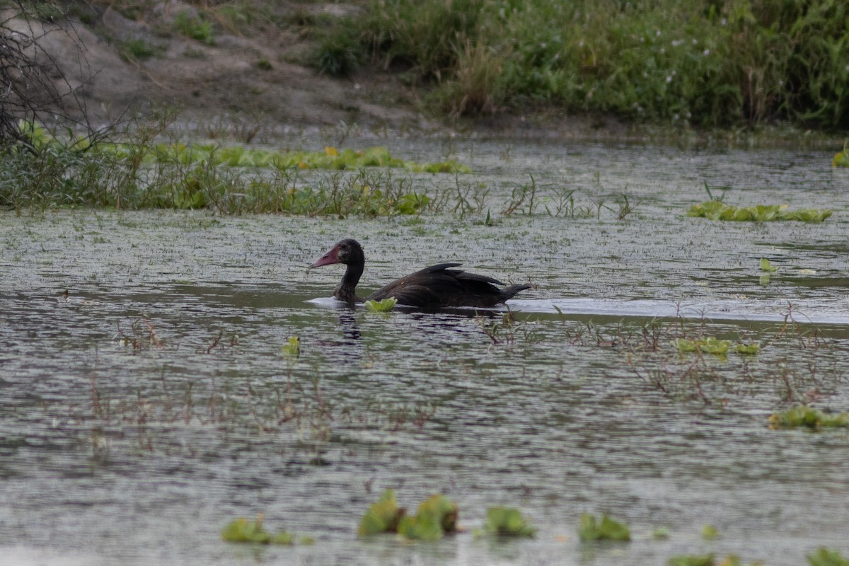 Spur-winged Goose - ML621045669