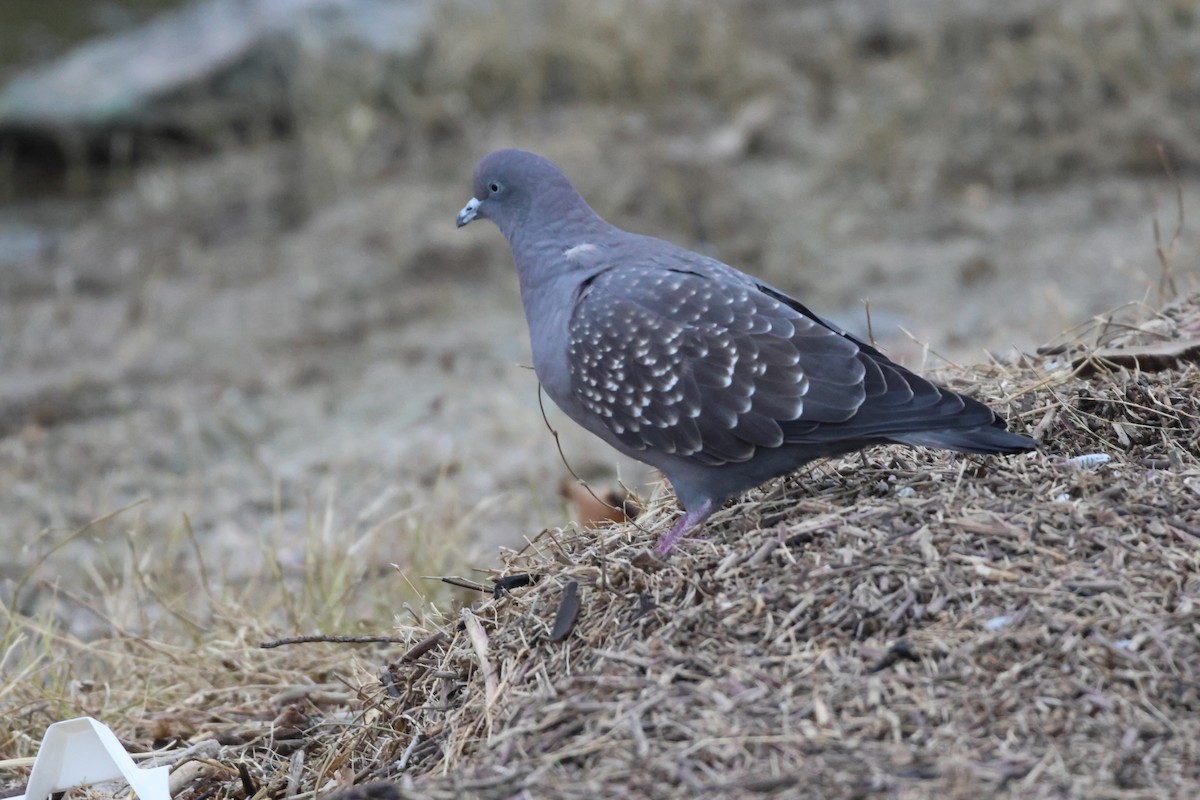 Spot-winged Pigeon - ML621045694