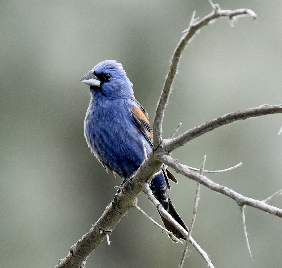Blue Grosbeak - ML621045704