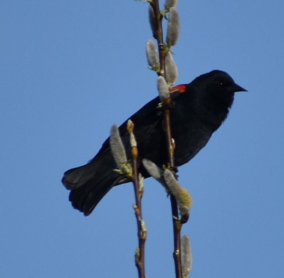 Red-winged Blackbird - ML621045752