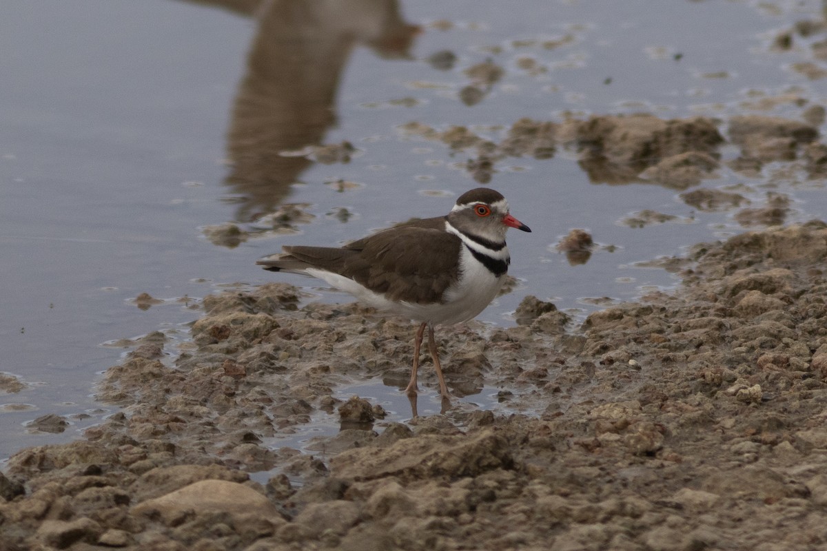 Three-banded Plover - ML621045758