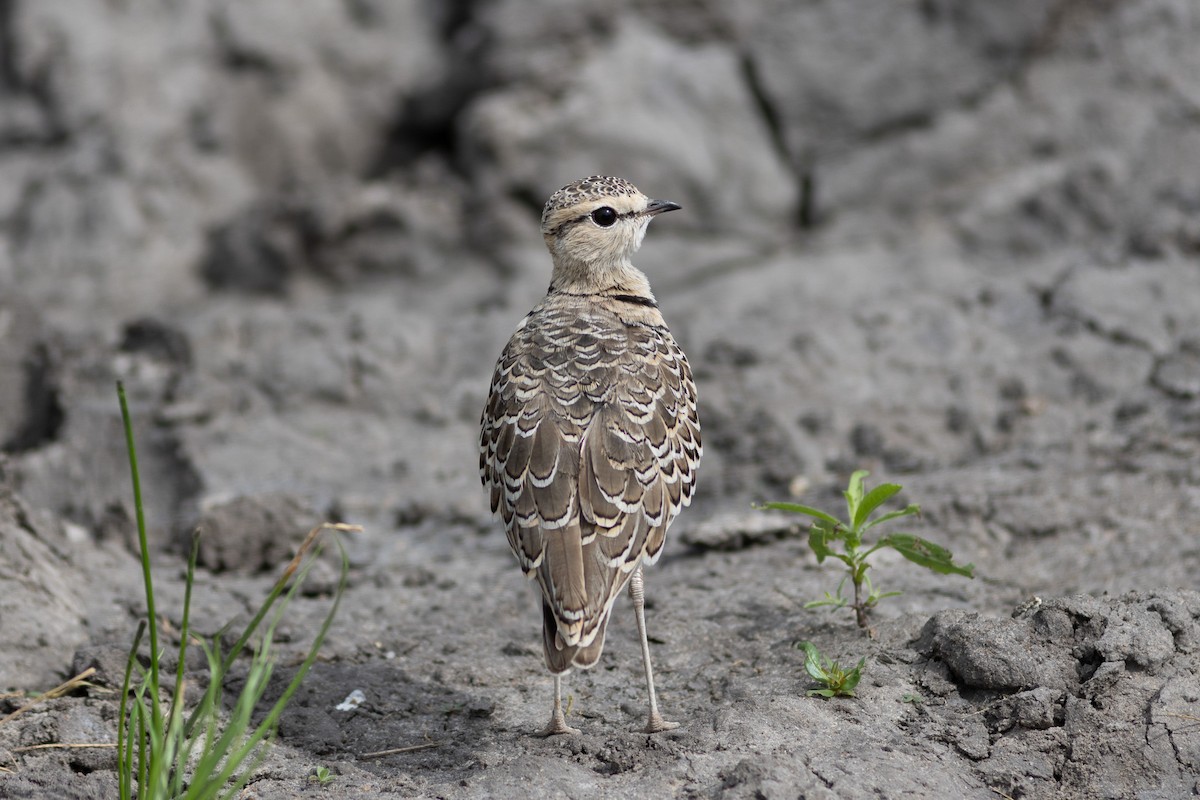 Double-banded Courser - ML621045763