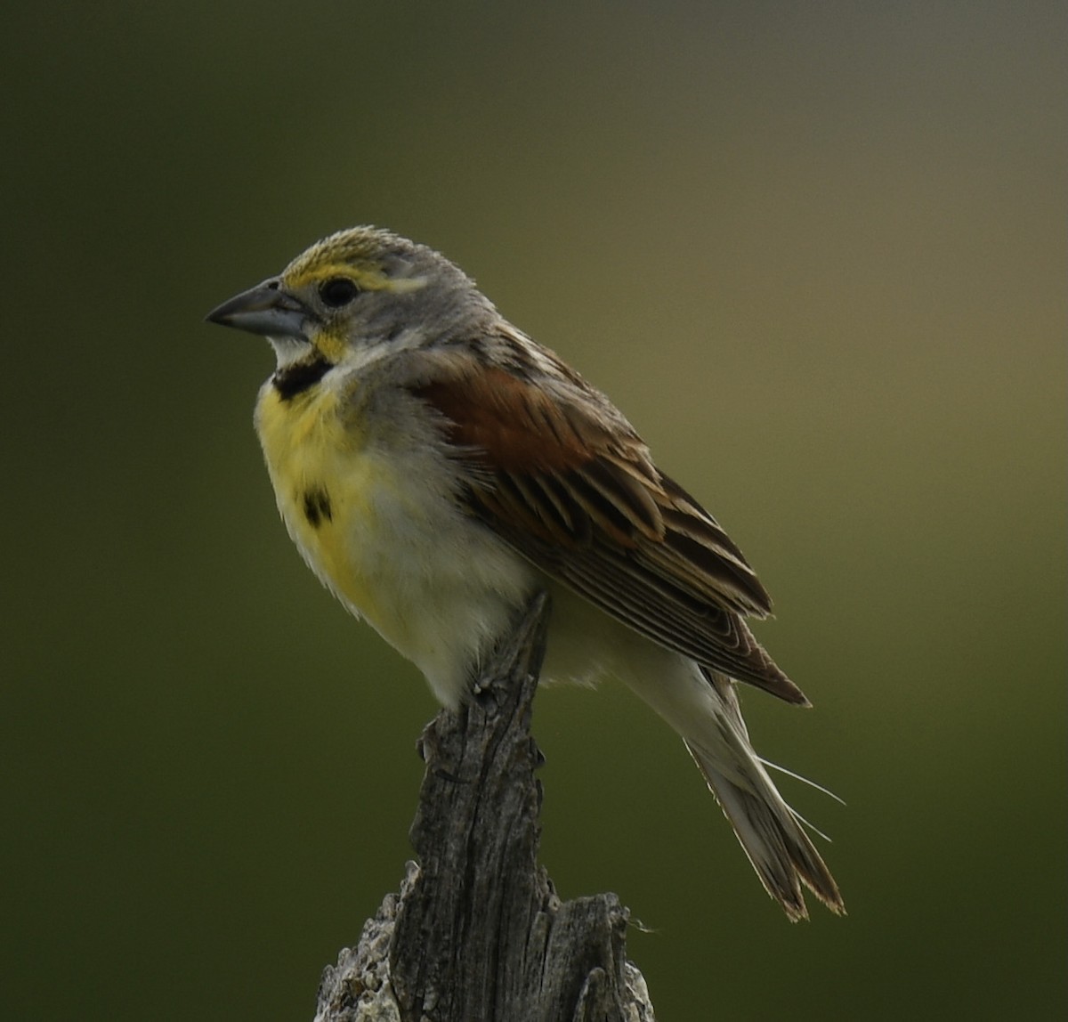 Dickcissel - ML621045776
