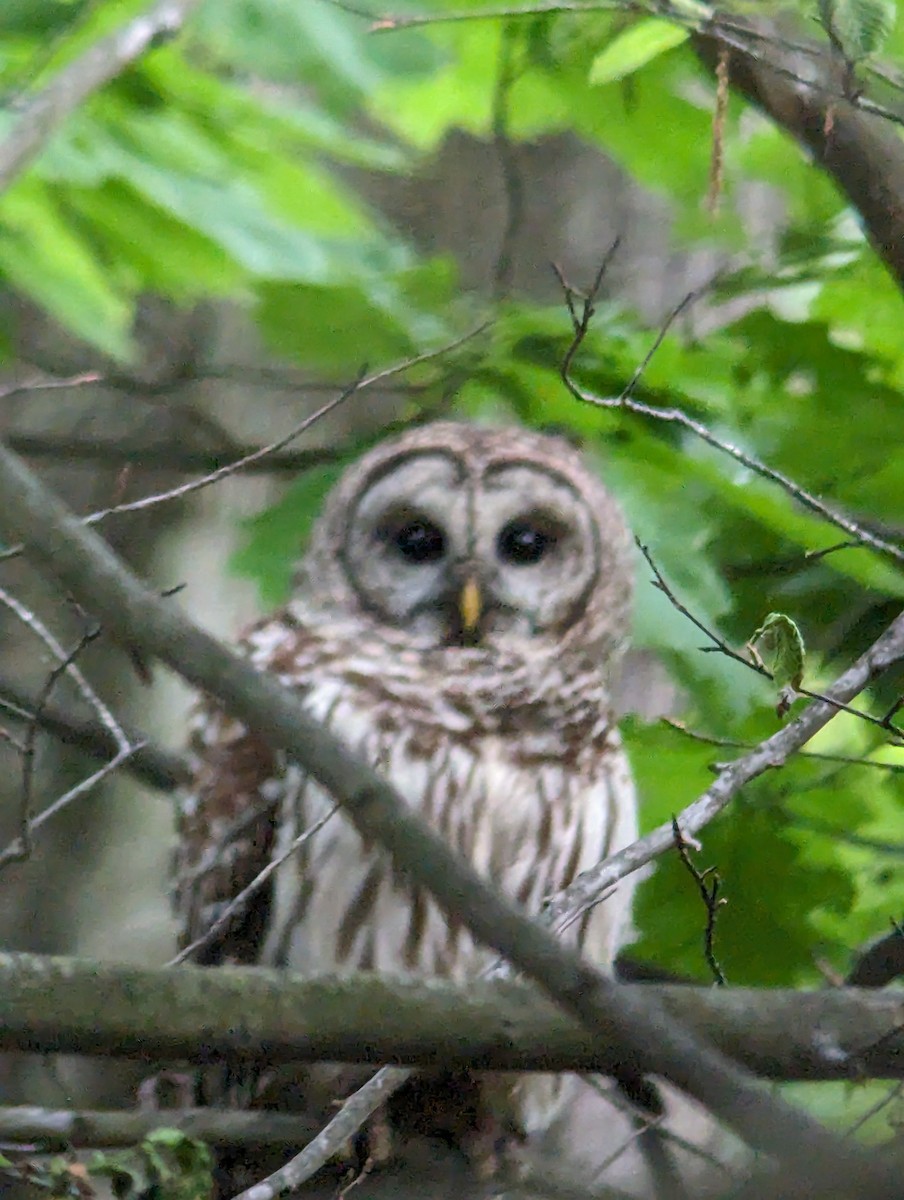 Barred Owl - ML621045860