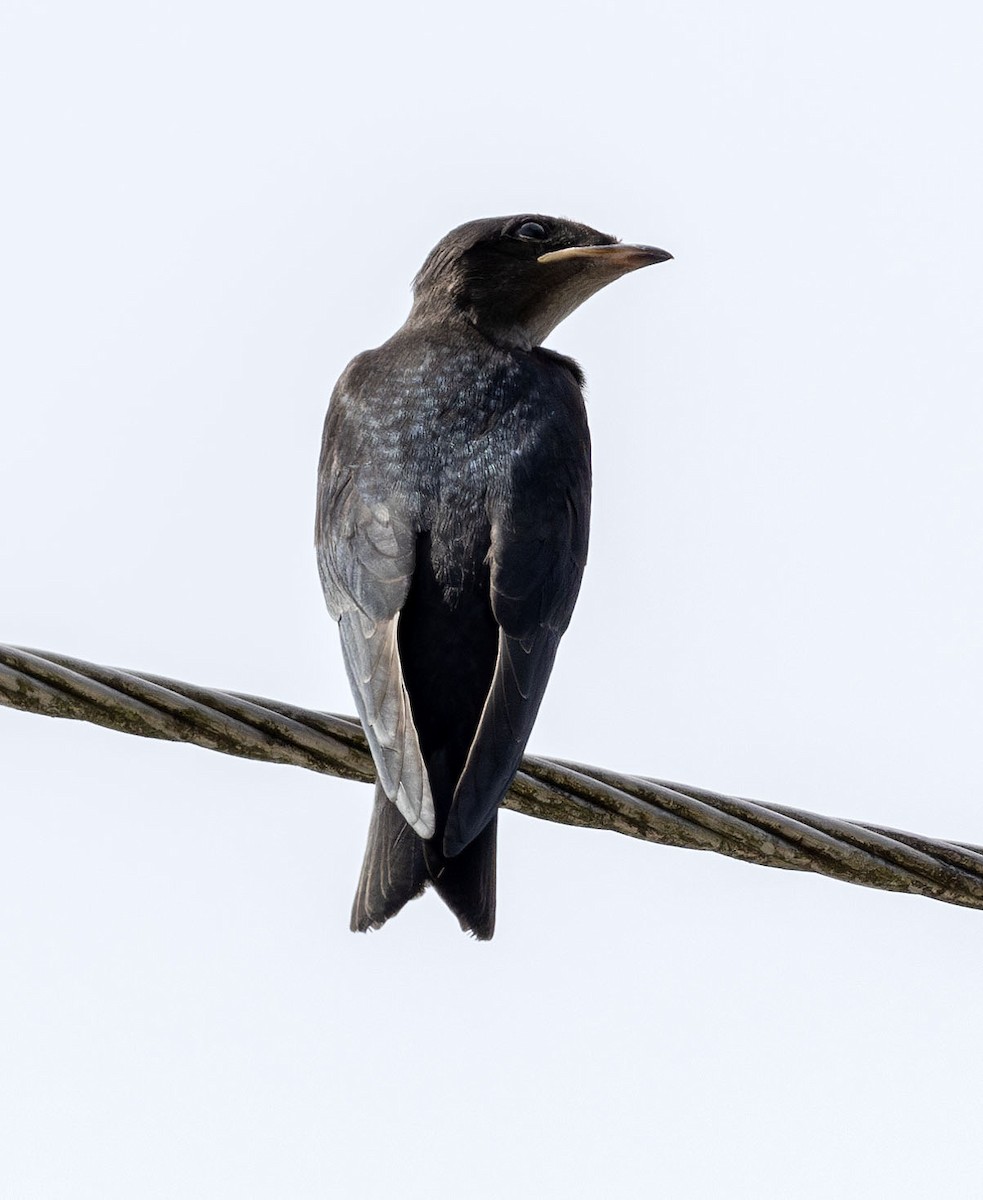 Gray-breasted Martin - ML621045883